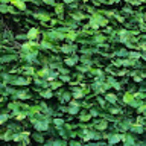 Meet your Posher, Delilah